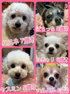 🐾今日の里親様募集中ワンコ🐶メンバーです🐾2023,5,9【保護犬カフェ天神橋店】